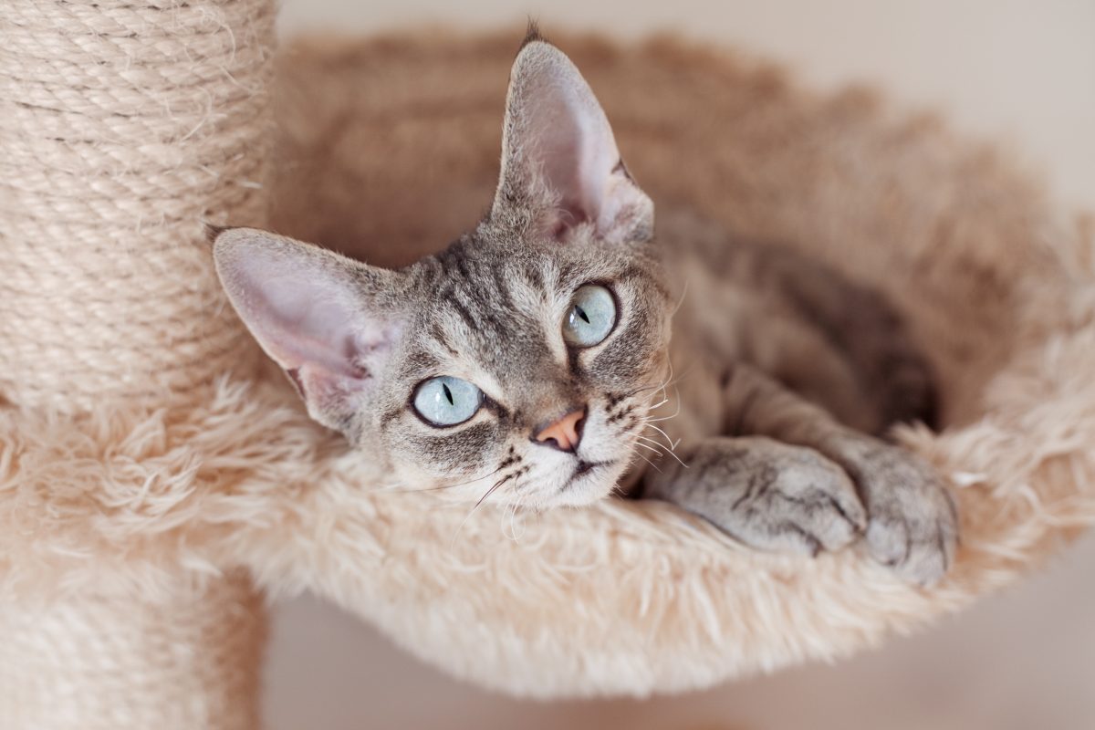 4 Holistic Remedies for Feline Arthritis ATOZTECHNEWS